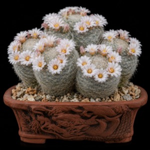 Mammillaria lenta - 5 Seed Pack