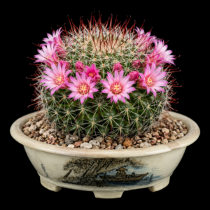 Mammillaria limonensis - 5 Seed Pack