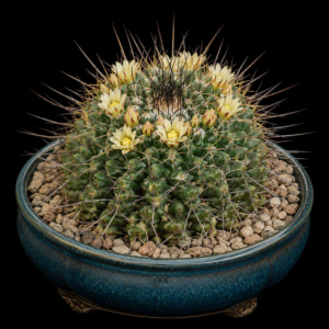 Mammillaria linaresensis - 5 Seed Pack