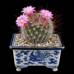 Mammillaria longiflora - 5 Seed Pack