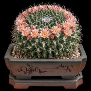 Mammillaria magnimamma - 5 Seed Pack