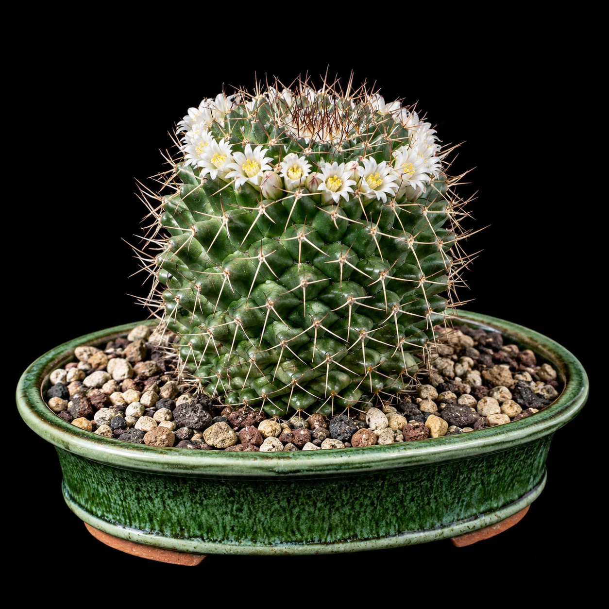 Mammillaria mammillaris - 5 Seed Pack