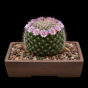 Mammillaria manana - 5 Seed Pack