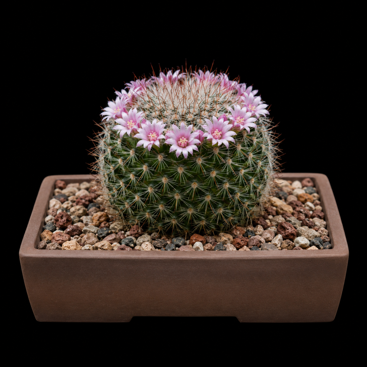 Mammillaria manana - 5 Seed Pack