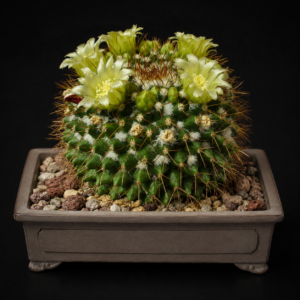 Mammillaria marksiana - 5 Seed Pack