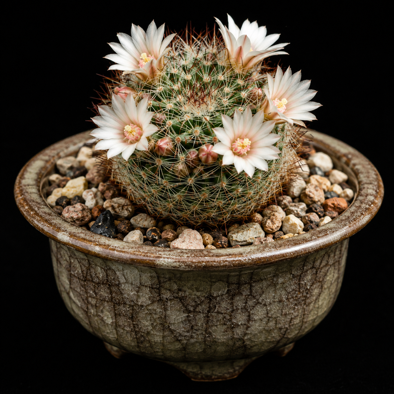 Mammillaria mathildae - 5 Seed Pack