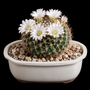Mammillaria meiacantha - 5 Seed Pack