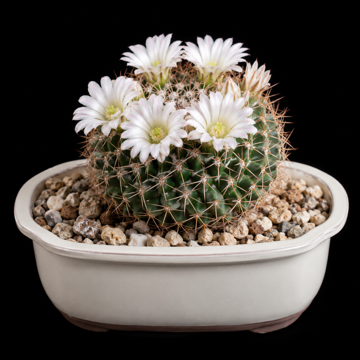 Mammillaria meiacantha - 5 Seed Pack