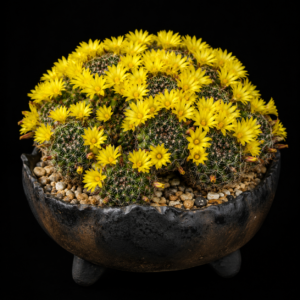 Mammillaria melaleuca - 5 Seed Pack