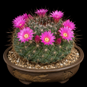 Mammillaria melanocentra ssp. melanocentra - 5 Seed Pack