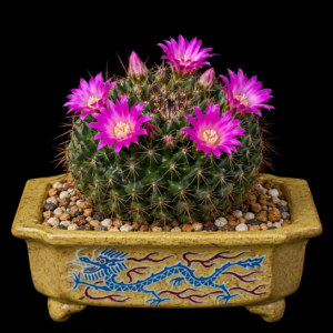 Mammillaria melanocentra ssp. rubrograndis - 5 Seed Pack