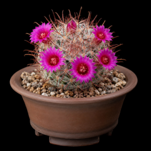 Mammillaria mercadensis - 5 Seed Pack