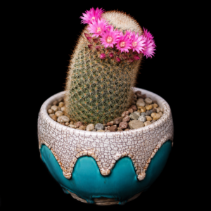 Mammillaria meyranii - 5 Seed Pack