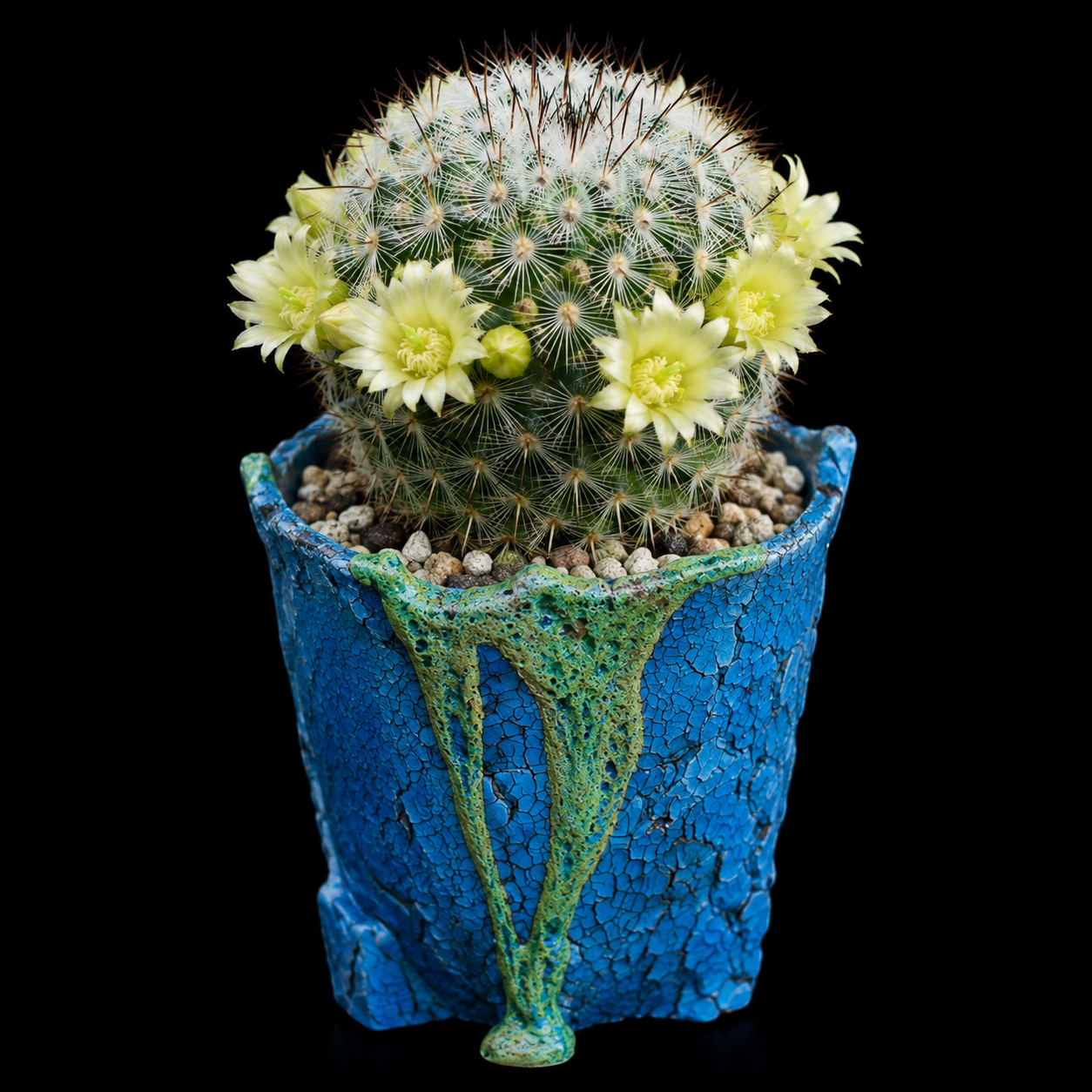 Mammillaria microhelia var. microheliopsis - 5 Seed Pack