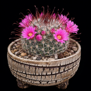 Mammillaria moelleriana - 5 Seed Pack