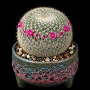 Mammillaria muehlenpfordtii - 5 Seed Pack
