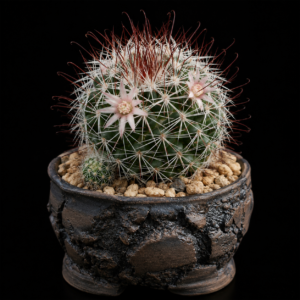 Mammillaria multihamata - 5 Seed Pack