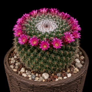 Mammillaria mystax - 5 Seed Pack