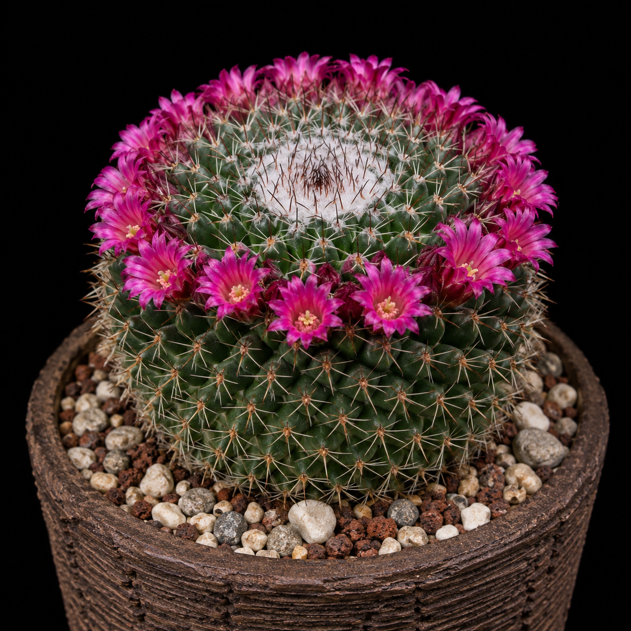 Mammillaria mystax - 5 Seed Pack