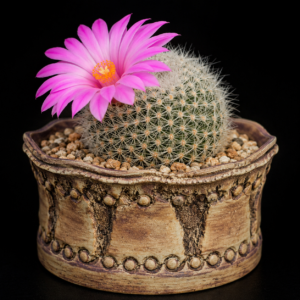 Mammillaria napina - 5 Seed Pack