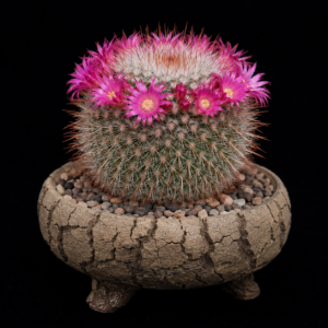 Mammillaria nunezii - 5 Seed Pack