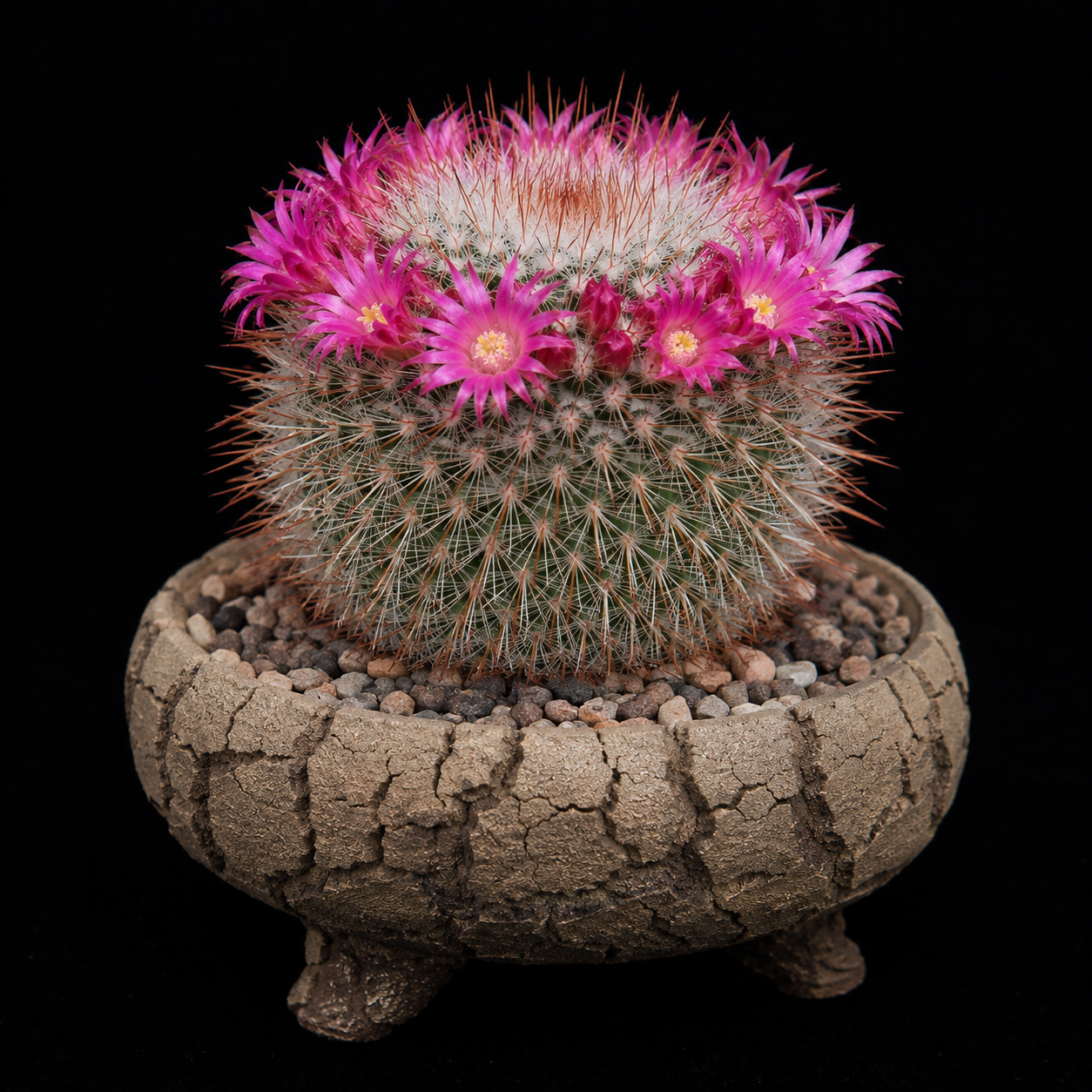Mammillaria nunezii - 5 Seed Pack