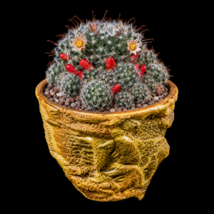 Mammillaria oteroi - 5 Seed Pack
