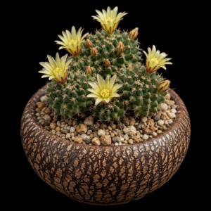 Mammillaria peninsularis - 5 Seed Pack