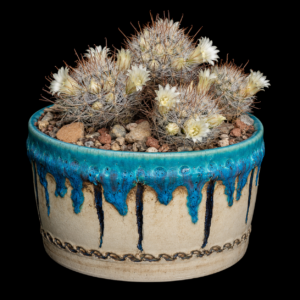Mammillaria pennispinosa ssp. brachytrichion - 5 Seed Pack