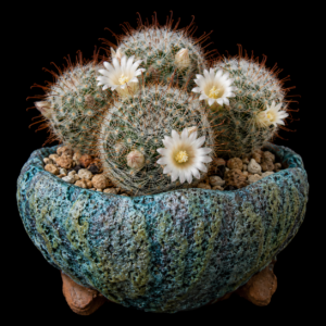 Mammillaria pennispinosa ssp. nazasensis - 5 Seed Pack