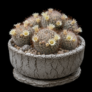 Mammillaria pennispinosa ssp. pennispinosa - 5 Seed Pack