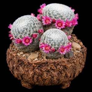 Mammillaria perbella - 5 Seed Pack