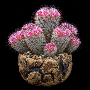 Mammillaria perezdelarosae Pink Flower - 5 Seed Pack