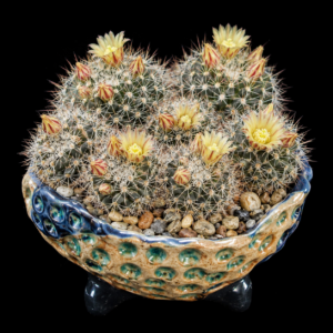Mammillaria petrophila ssp. baxteriana - 5 Seed Pack