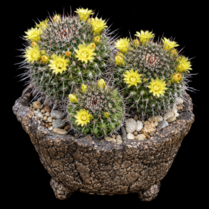 Mammillaria petrophila ssp. petrophila - 5 Seed Pack
