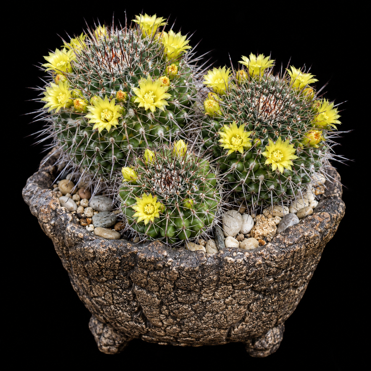 Mammillaria petrophila ssp. petrophila - 5 Seed Pack