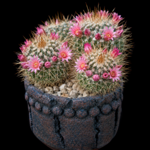Mammillaria petterssonii - 5 Seed Pack