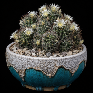Mammillaria picta ssp. viereckii - 5 Seed Pack