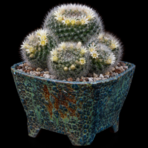 Mammillaria pilispina - 5 Seed Pack