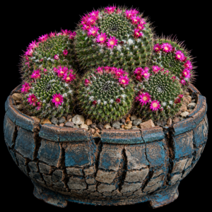 Mammillaria polyedra - 5 Seed Pack