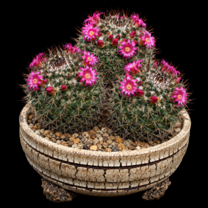 Mammillaria polythele - 5 Seed Pack