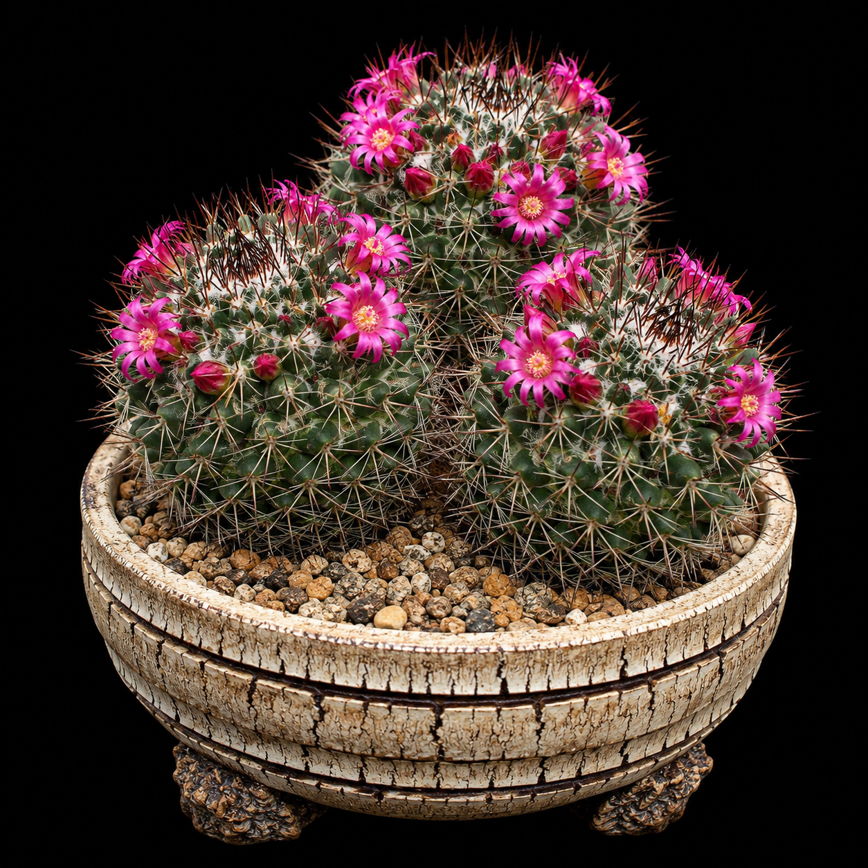Mammillaria polythele - 5 Seed Pack