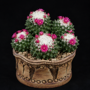 Mammillaria polythele nuda - 5 Seed Pack