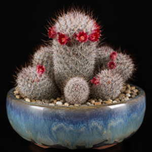 Mammillaria pottsii - 5 Seed Pack