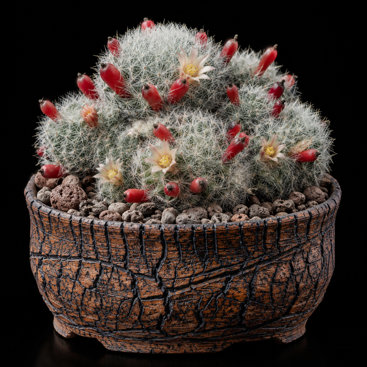 Mammillaria prolifera ssp. haitiensis - 5 Seed Pack