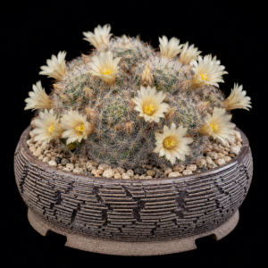 Mammillaria prolifera ssp. multiceps - 5 Seed Pack