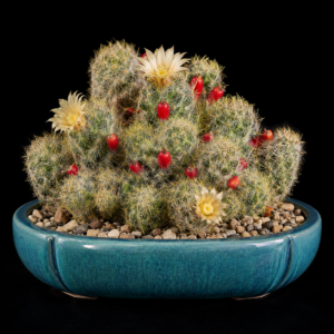 Mammillaria prolifera ssp. texana - 5 Seed Pack
