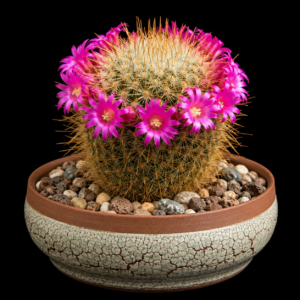Mammillaria rekoi ssp. aureispina - 5 Seed Pack