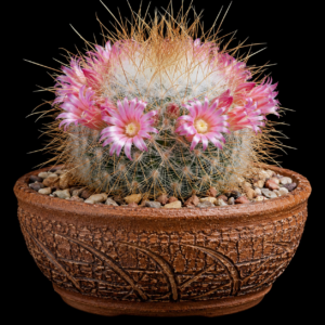 Mammillaria rekoi ssp. leptacantha - 5 Seed Pack