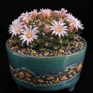 Mammillaria roseoalba - 5 Seed Pack